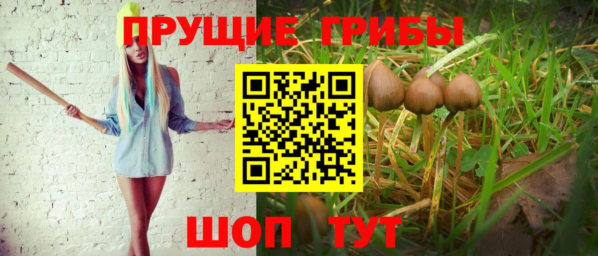 купить наркотики цена  Вход с VPN  Ногинск  Псилоцибиновые грибы GOLDEN TEACHER  Галлюциногенные грибы GOLDEN TEACHER 